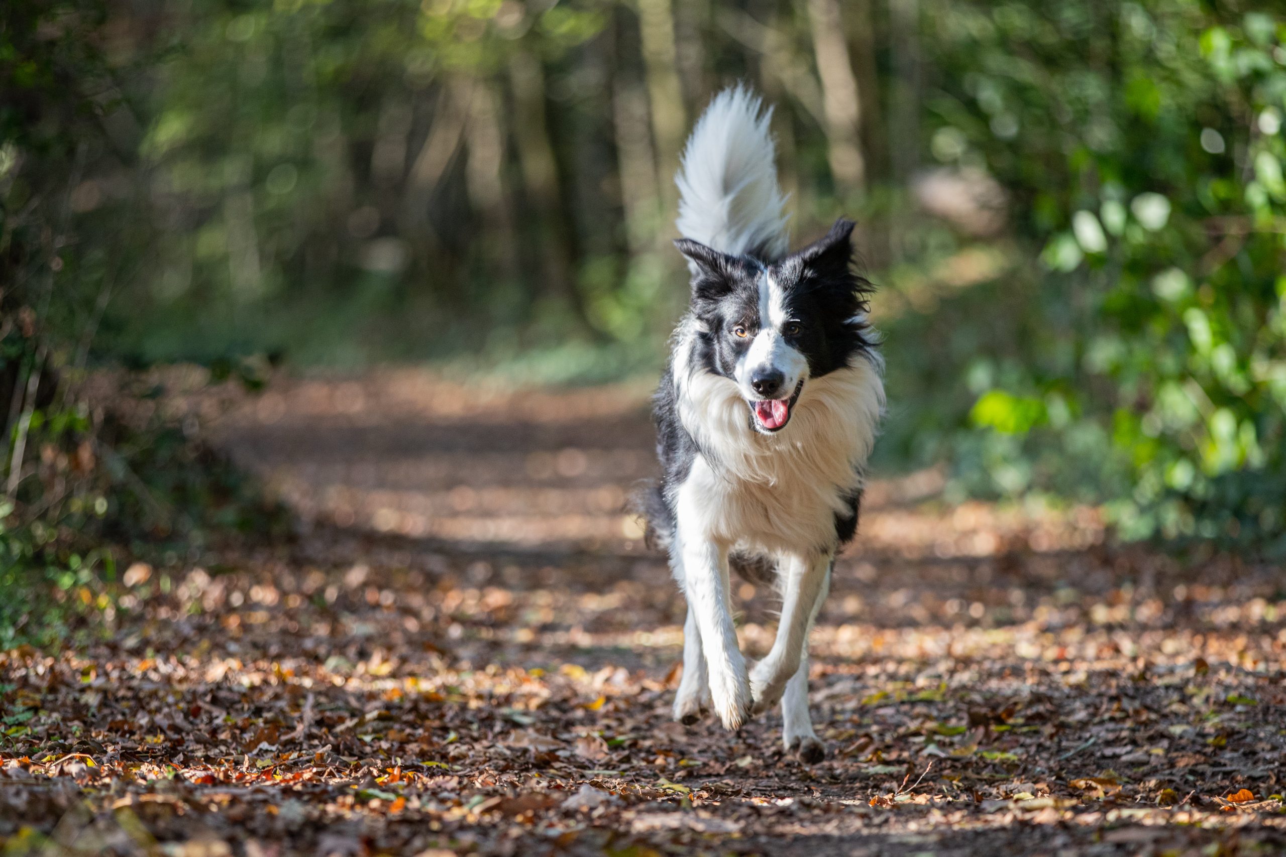 Photo de chien qui court Yvelines photographe canin Magny les Hameaux Lens Production