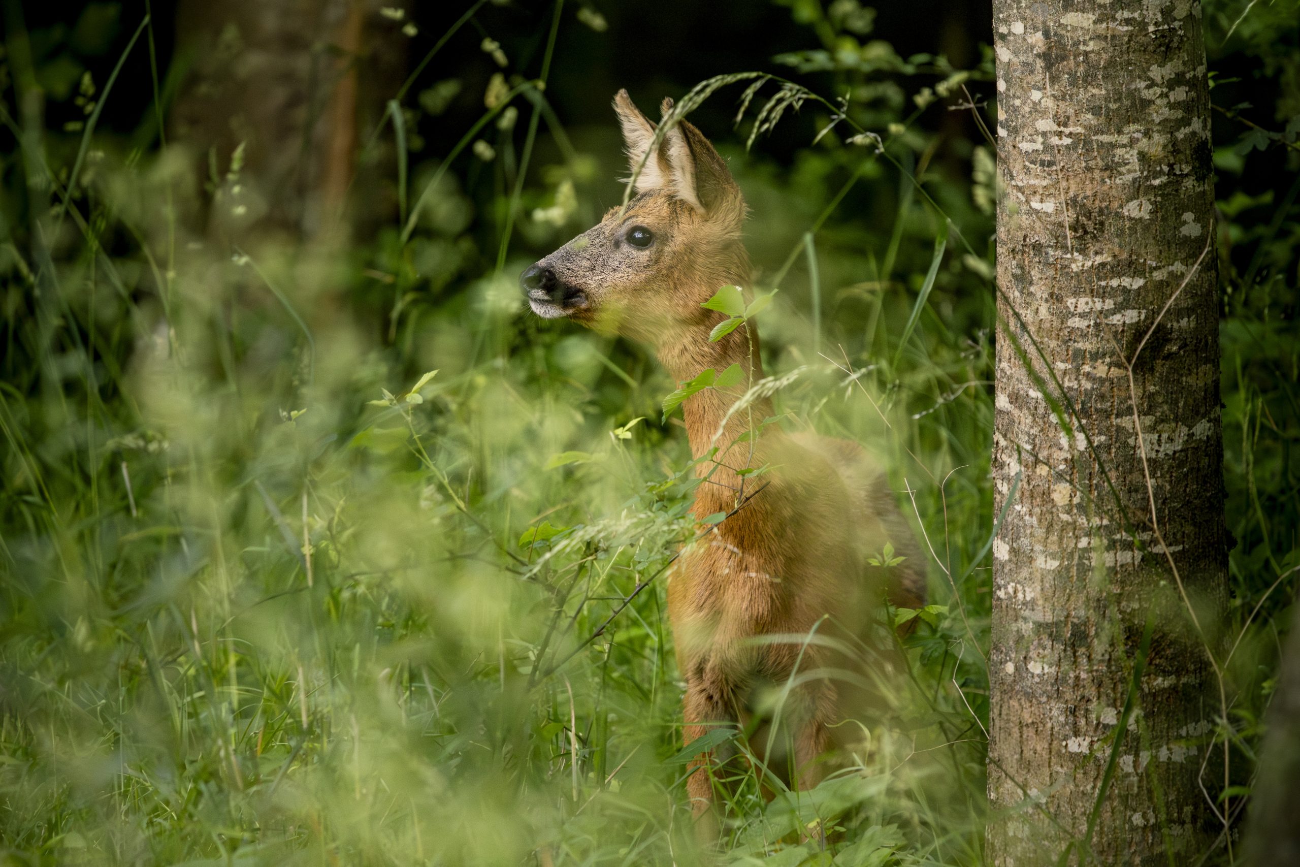 mes photos animalières